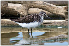 Green Sandpiper