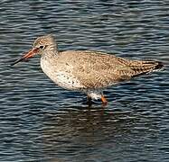 Common Redshank