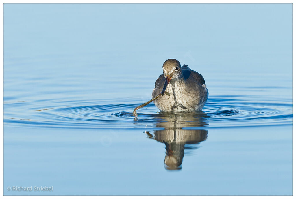 Common Redshank, feeding habits