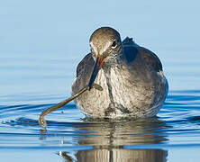 Common Redshank