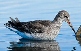 Common Redshank