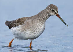 Common Redshank