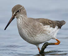 Common Redshank