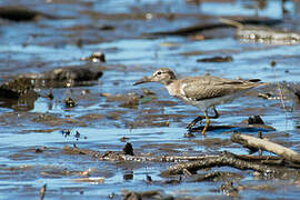 Spotted Sandpiper