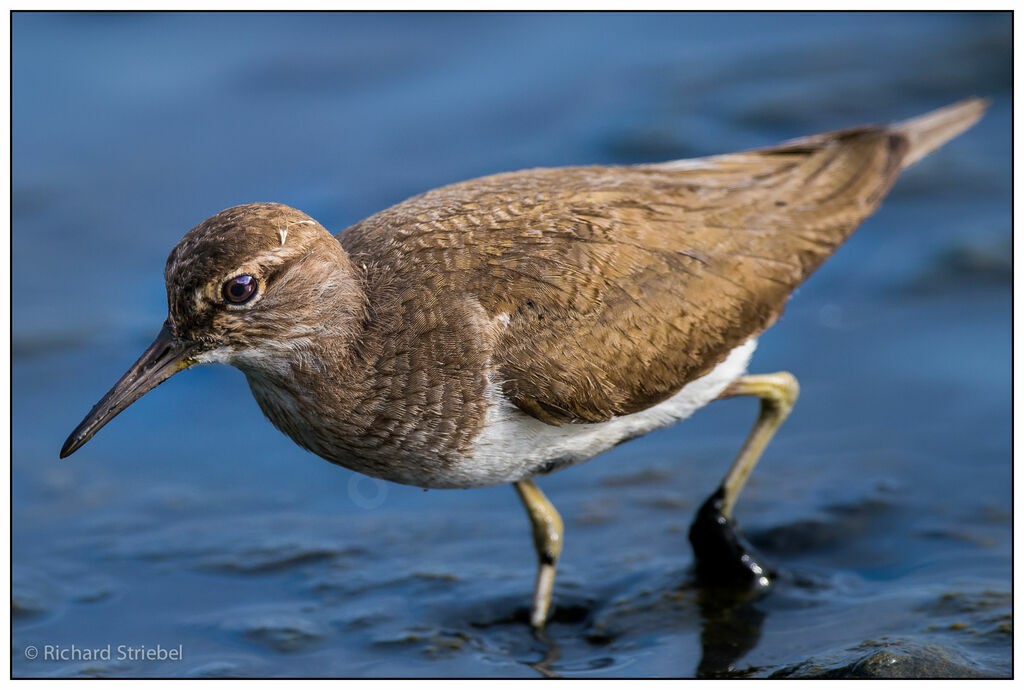 Common Sandpiper