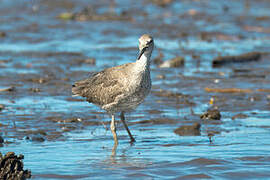 Willet