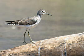 Solitary Sandpiper