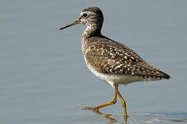 Wood Sandpiper