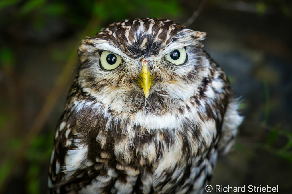 Little Owl