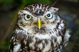 Little Owl