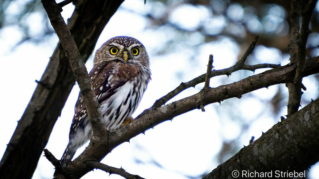 Pearl-spotted Owlet