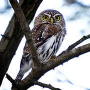 Pearl-spotted Owlet