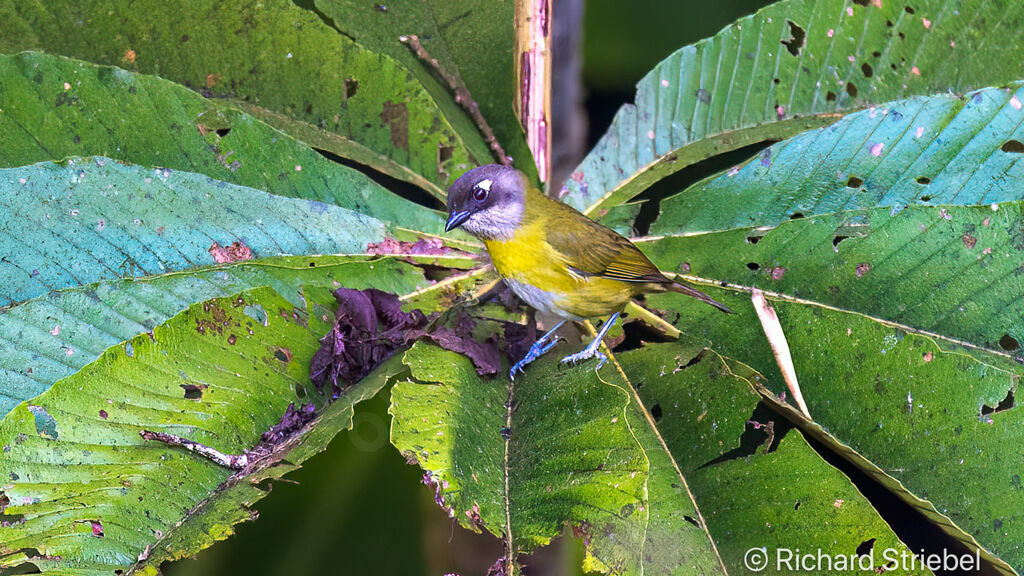 Common Chlorospingus