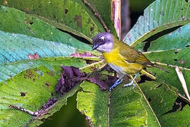 Common Chlorospingus