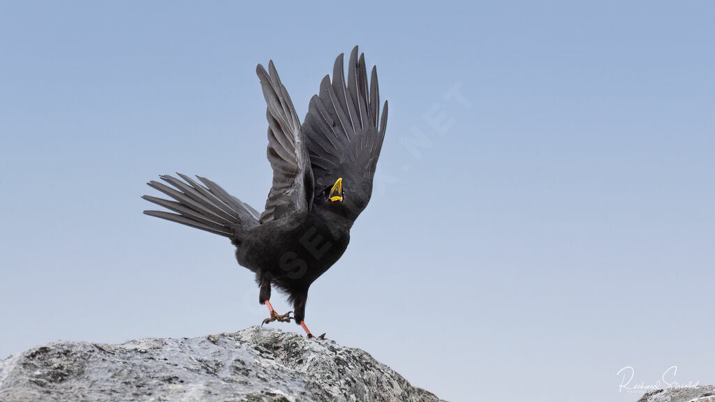 Alpine Chough