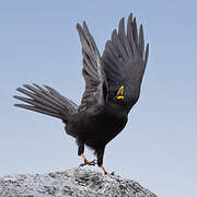 Alpine Chough