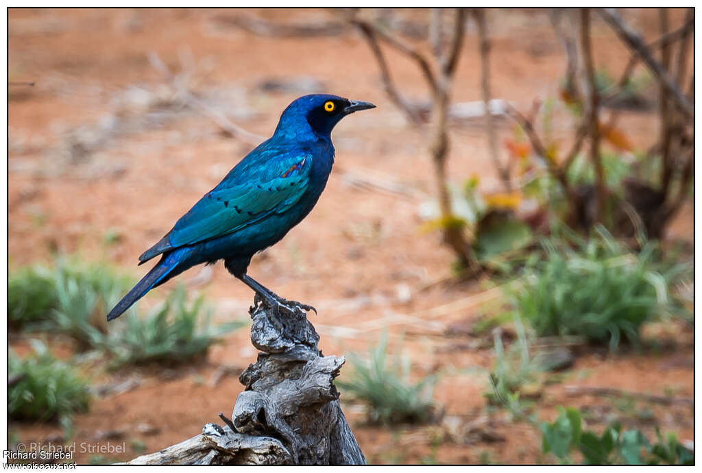 Cape Starlingadult breeding, identification