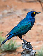 Cape Starling