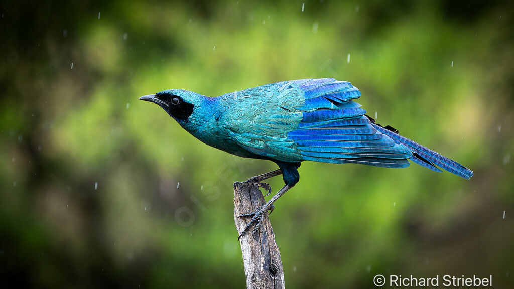 Burchell's Starling