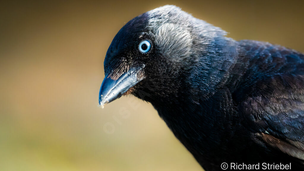 Western Jackdaw