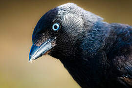 Western Jackdaw