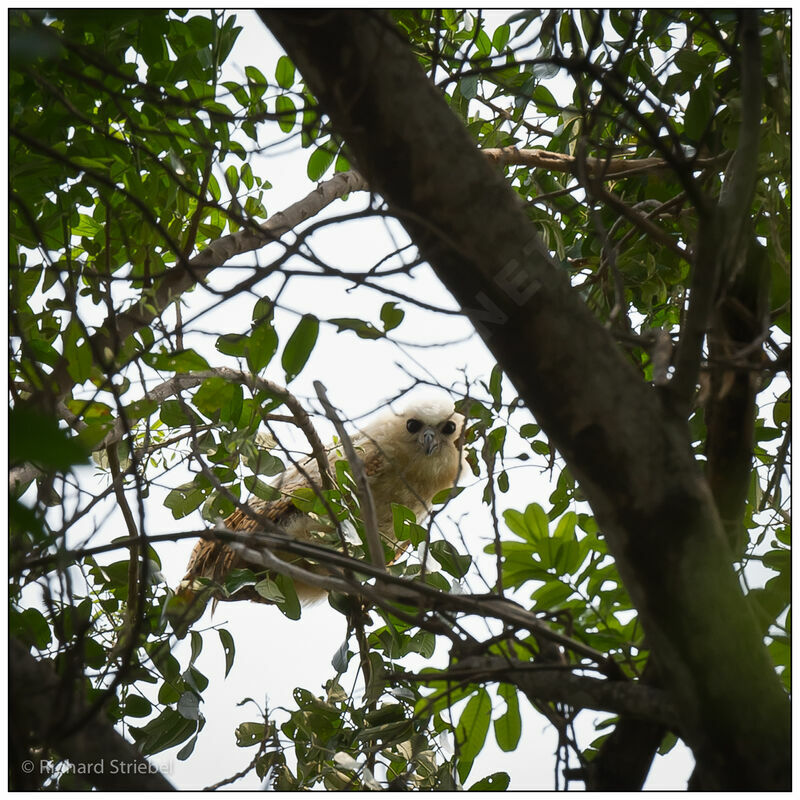 Pel's Fishing Owljuvenile, Reproduction-nesting, Behaviour