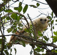 Pel's Fishing Owl