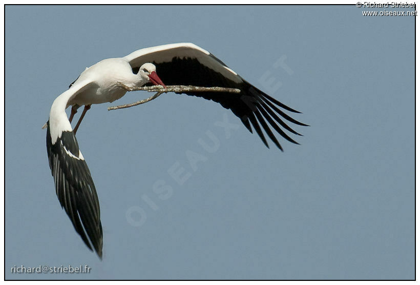 White Stork, Reproduction-nesting