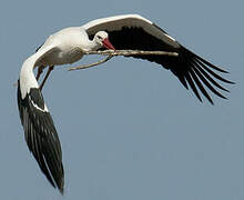 Cigogne blanche