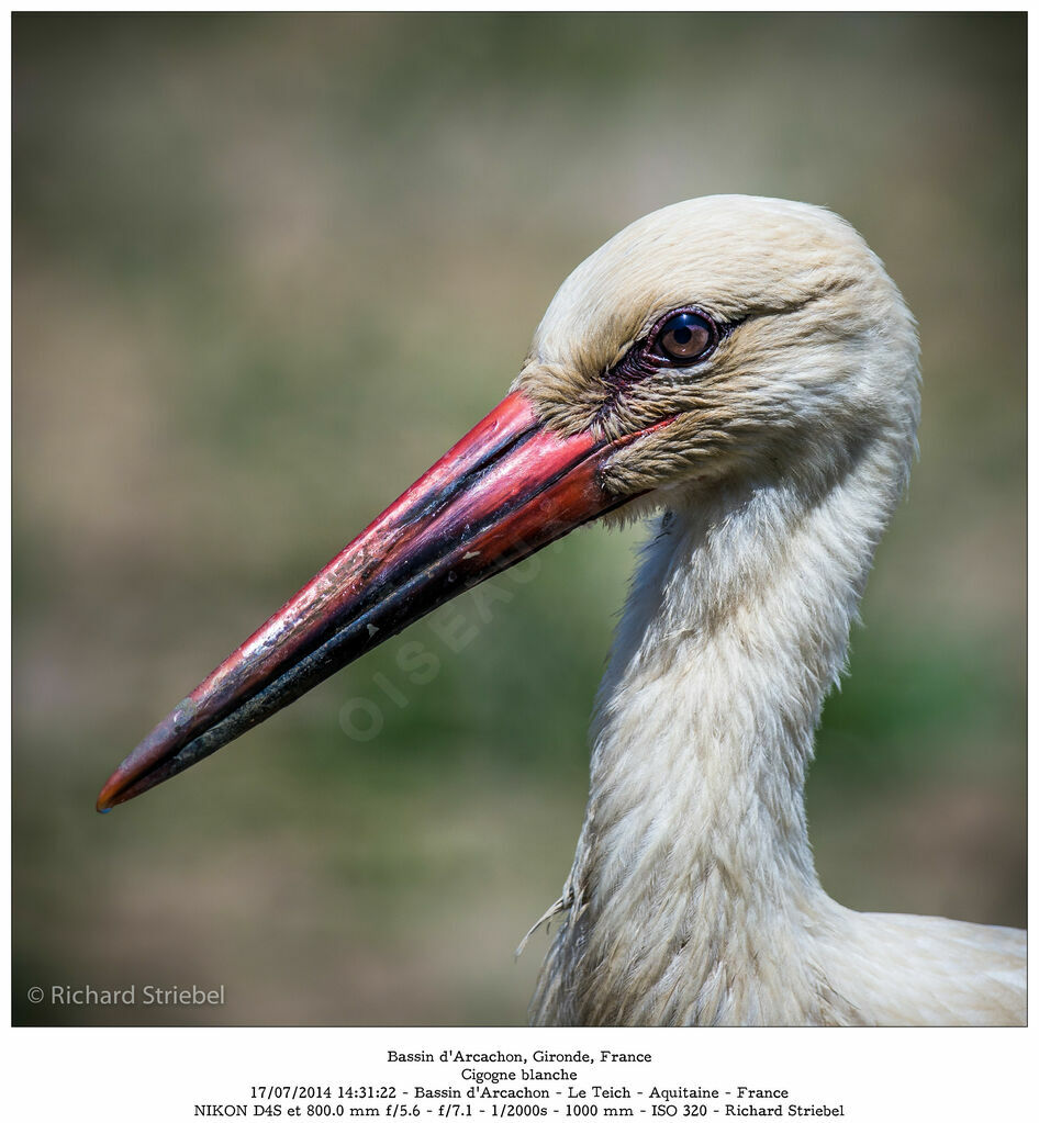 Cigogne blanche