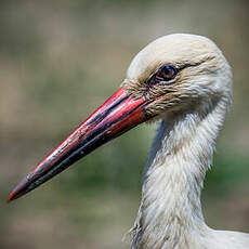 Cigogne blanche