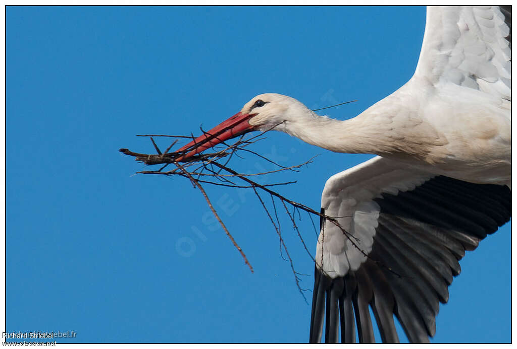 Cigogne blancheadulte, Nidification