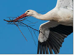 Cigogne blanche