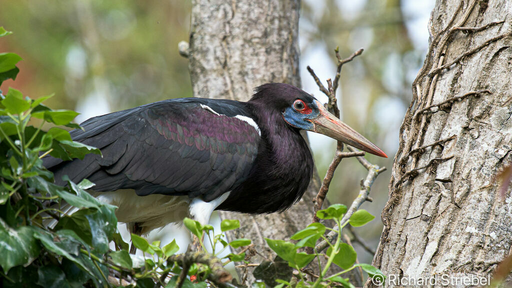 Abdim's Stork