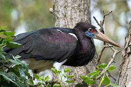 Cigogne d'Abdim