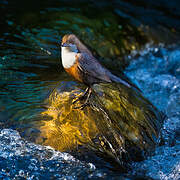 White-throated Dipper