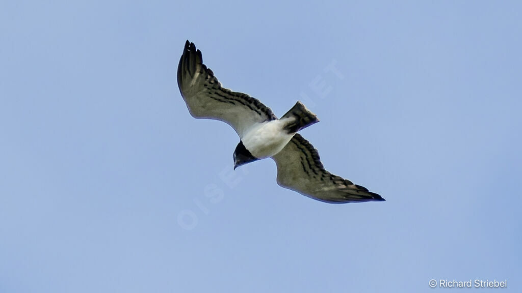 Black-chested Snake Eagle