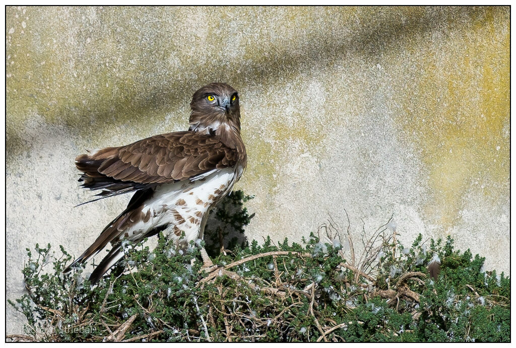 Short-toed Snake Eagle