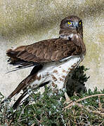 Short-toed Snake Eagle