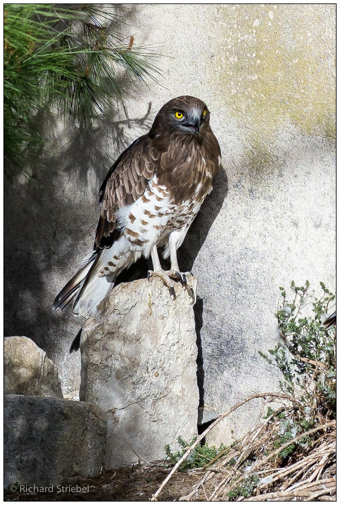 Short-toed Snake Eagle