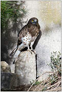 Short-toed Snake Eagle