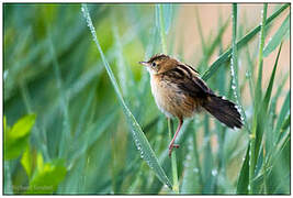 Zitting Cisticola