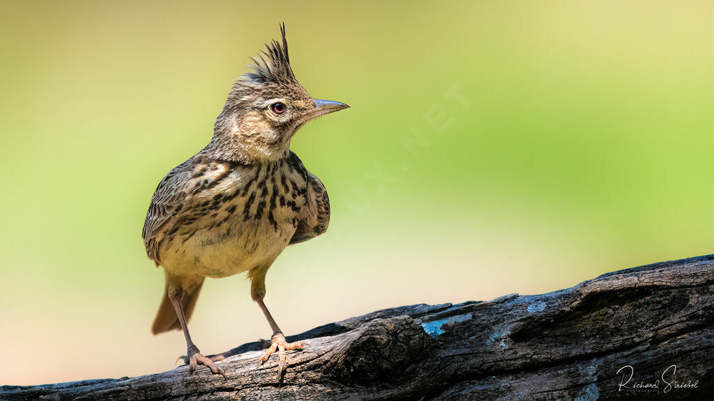 Crested Larkadult, drinks