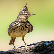 Crested Lark