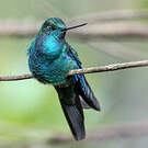 Colibri à ailes saphir