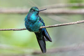 Colibri à ailes saphir