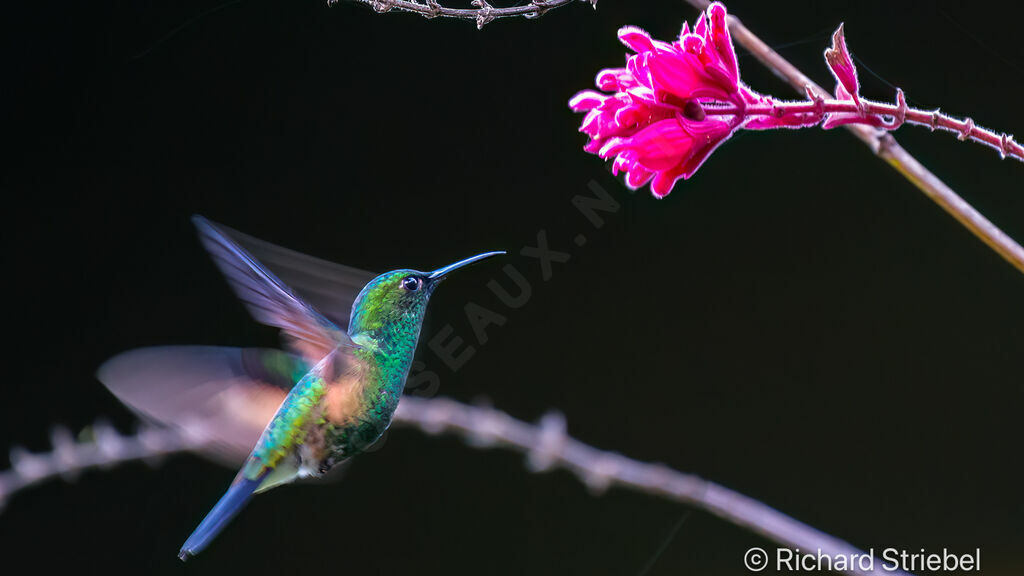 Colibri à épaulettes