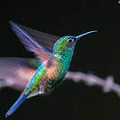 Colibri à épaulettes