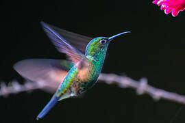 Stripe-tailed Hummingbird