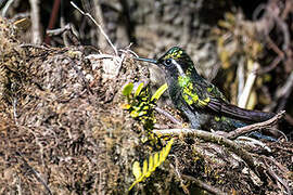 White-bellied Mountaingem